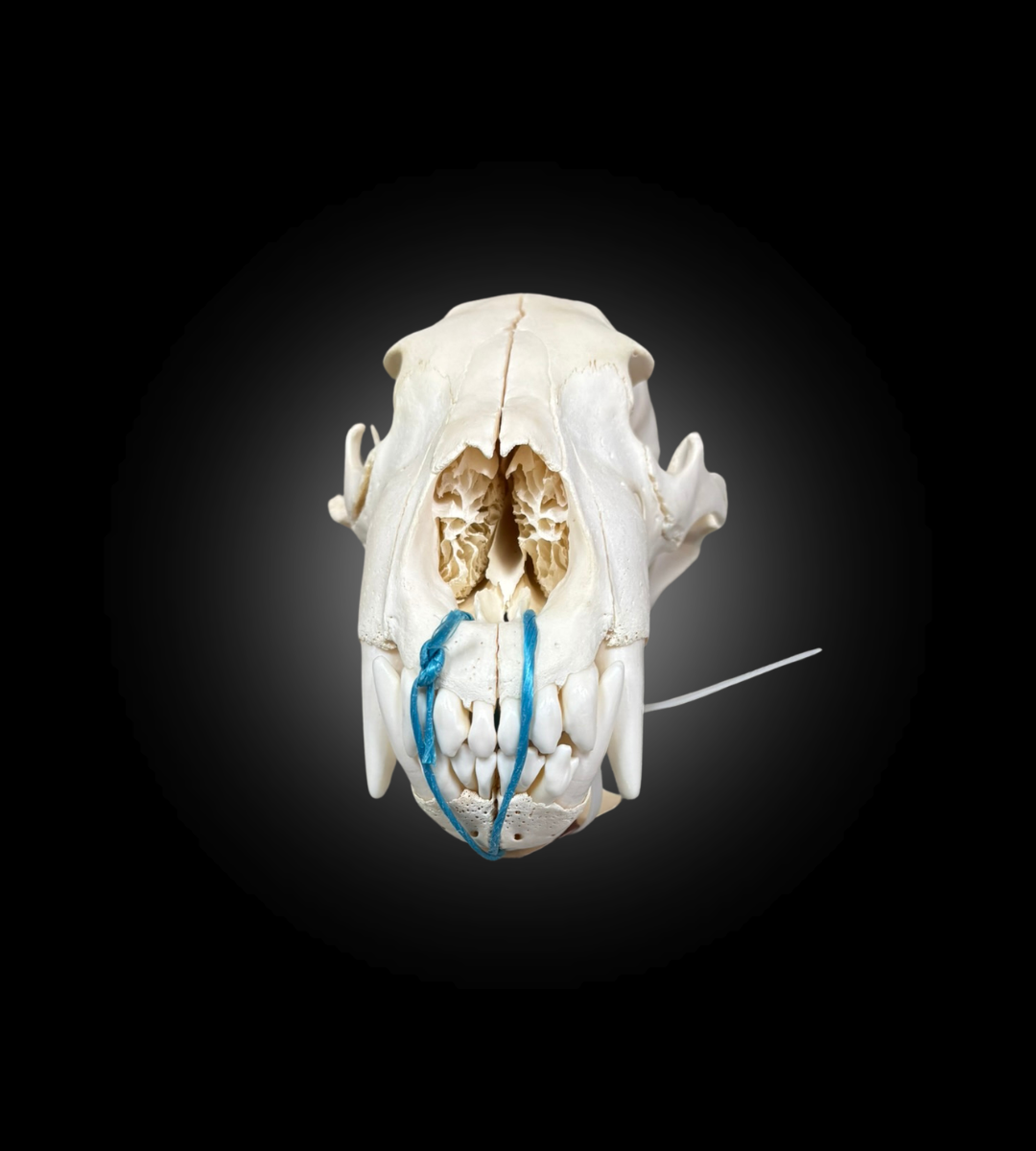 Bleached Skull - Polar Bear #0100