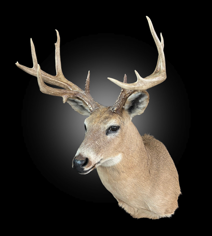 Tête - Chevreuil #0001437