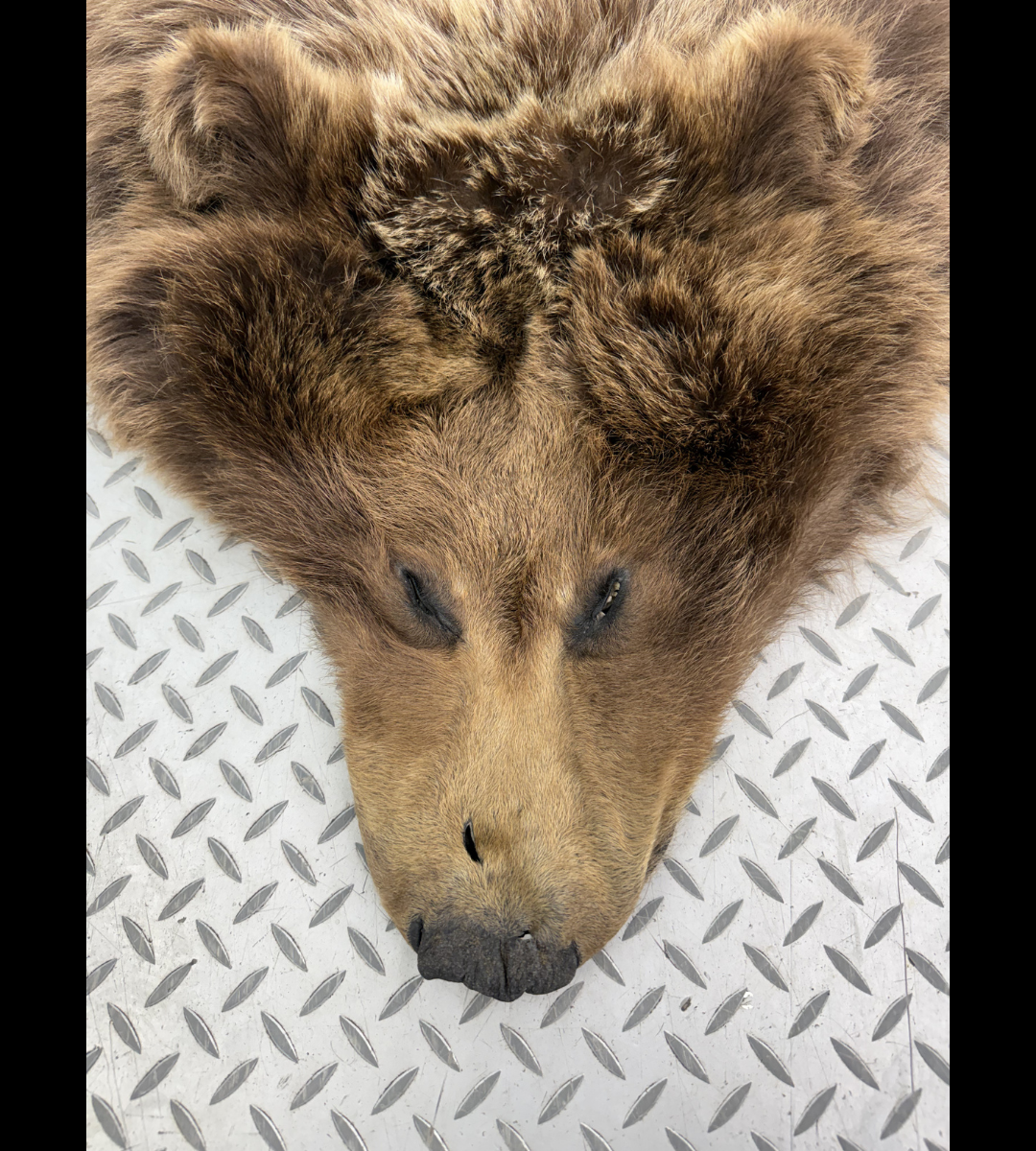 Dressed Skin - Grizzly #32576