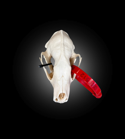 Bleached Skull - Fisher #0001512