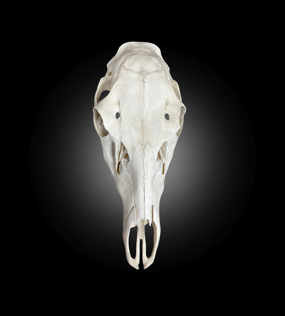 Bleached Skull - Red Deer 