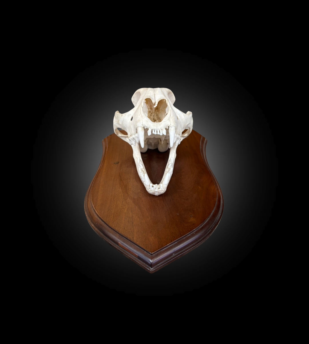 Bleached Skull - Cougar on a decorative plate