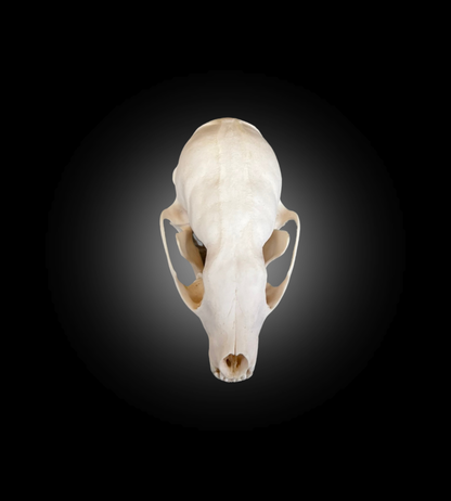 Bleached Skull - Fisher #0001068