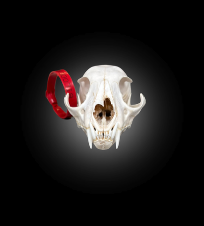 Bleached Skull - Lynx #0001511