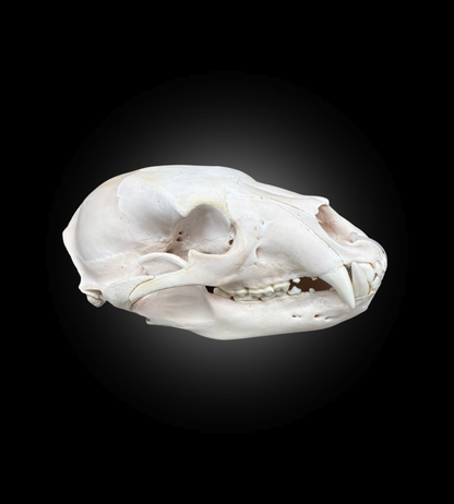 Bleached Skull - Black Bear #0001292