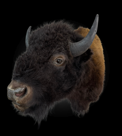 Shoulder Mount - Bison #0001372