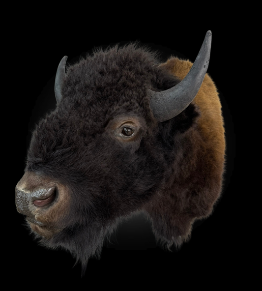 Shoulder Mount - Bison #0001372