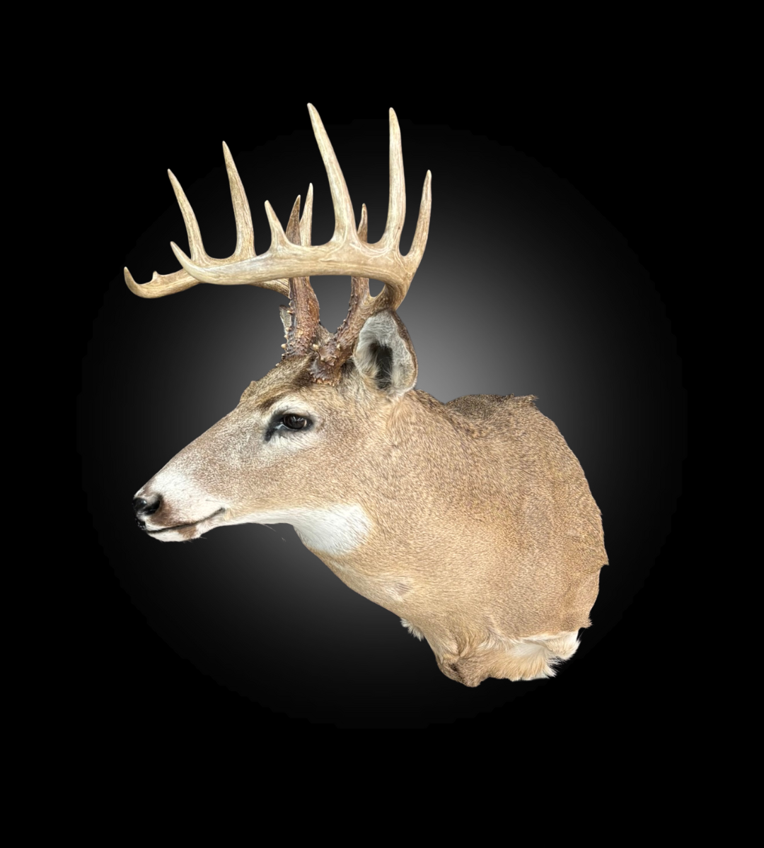 Shoulder Mount - Deer #0001378