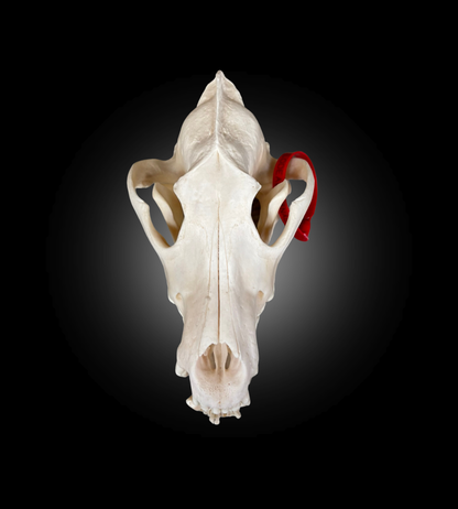 Bleached Skull - Wolf #0001510
