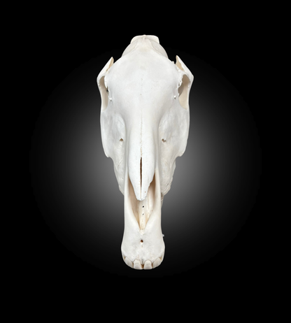 Bleached Skull - Zebra #23763
