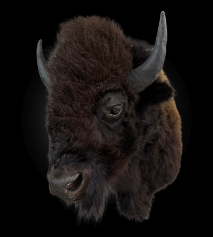 Shoulder Mount - Bison #0001371