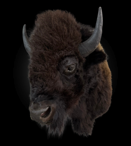 Shoulder Mount - Bison #0001371