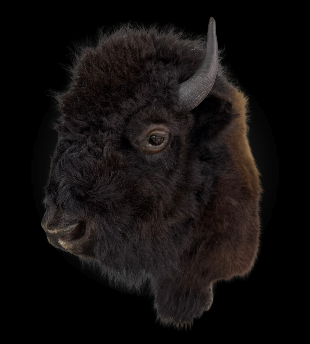 Shoulder Mount - Bison #0001368