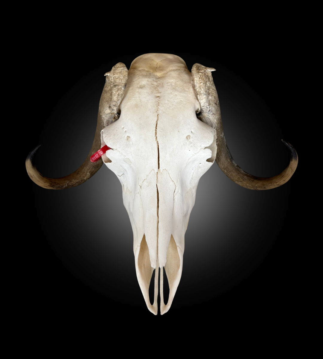 Bleached Skull - Muskox #0000770