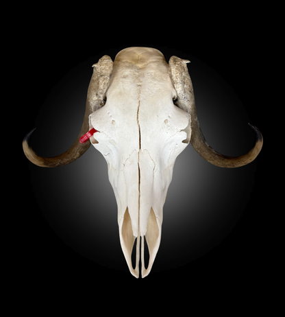 Bleached Skull - Muskox #0000770