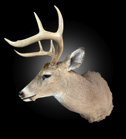 Shoulder Mount - Deer #0001377