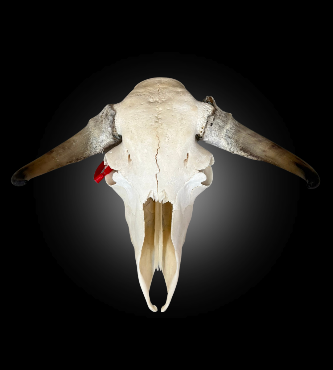 Bleached Skull - Muskox #0000769