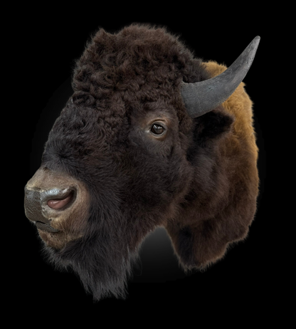 Shoulder Mount - Bison #0001369