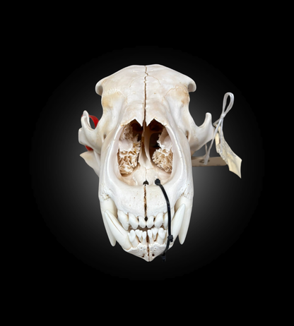 Bleached Skull - Polar Bear #0001294