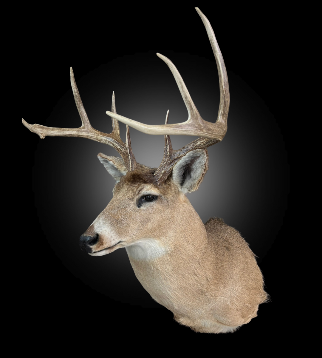 Tête - Chevreuil #0001436