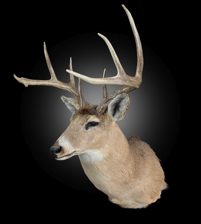 Tête - Chevreuil #0001436