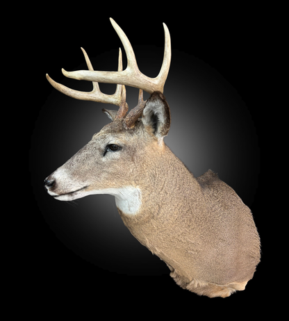 Tête - Chevreuil #0001416