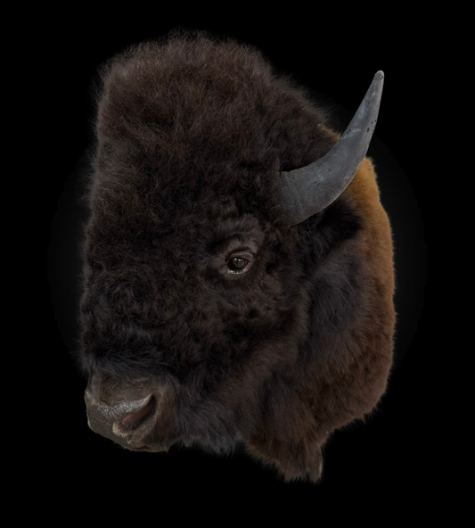 Shoulder Mount - Bison #0001365