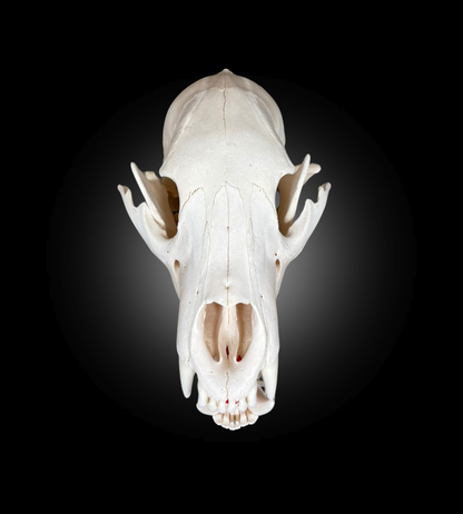 Bleached Skull - Black Bear #0000761