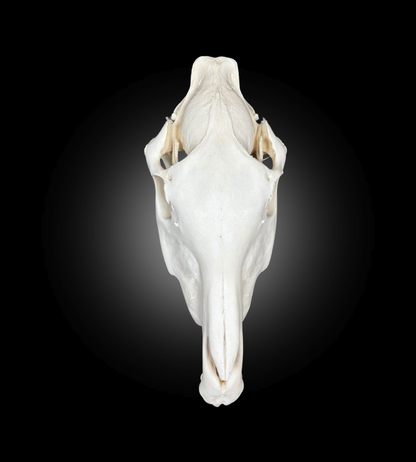 Bleached Skull - Zebra #23763