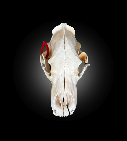 Bleached Skull - Polar Bear #0001294
