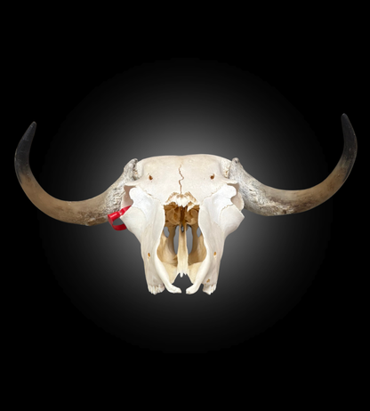 Bleached Skull - Muskox #0000769