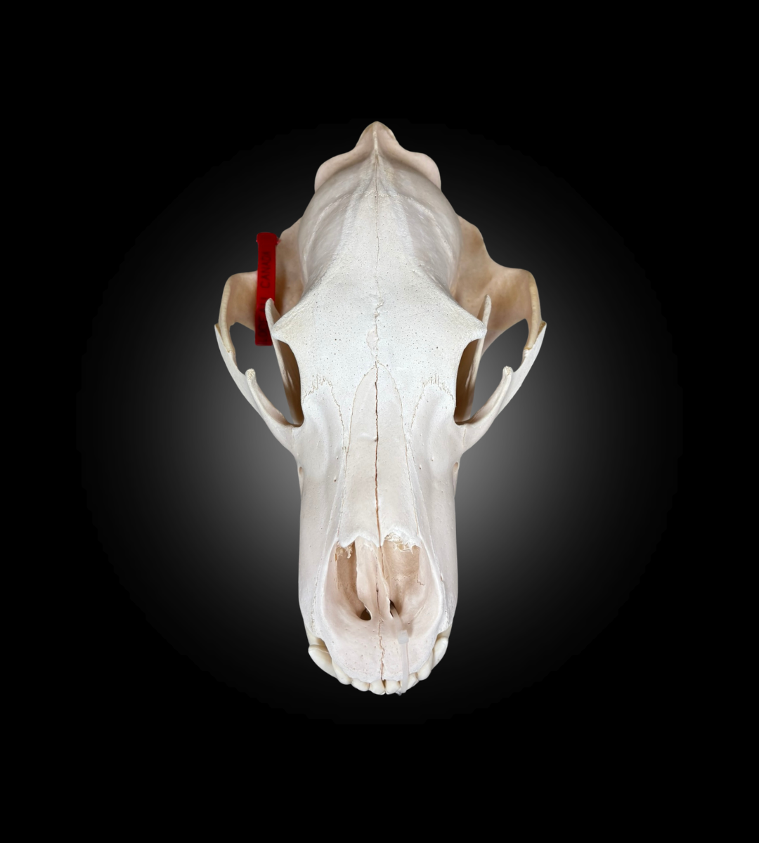 Bleached Skull - Grizzly #0001291