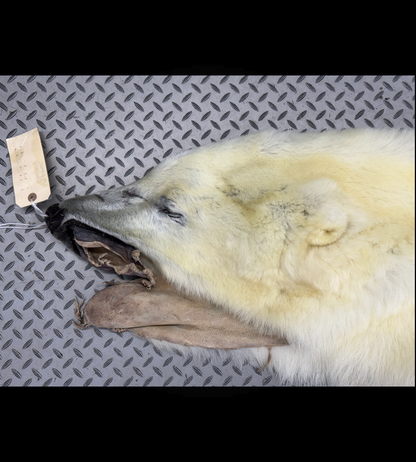Peau - Ours Polaire #26328
