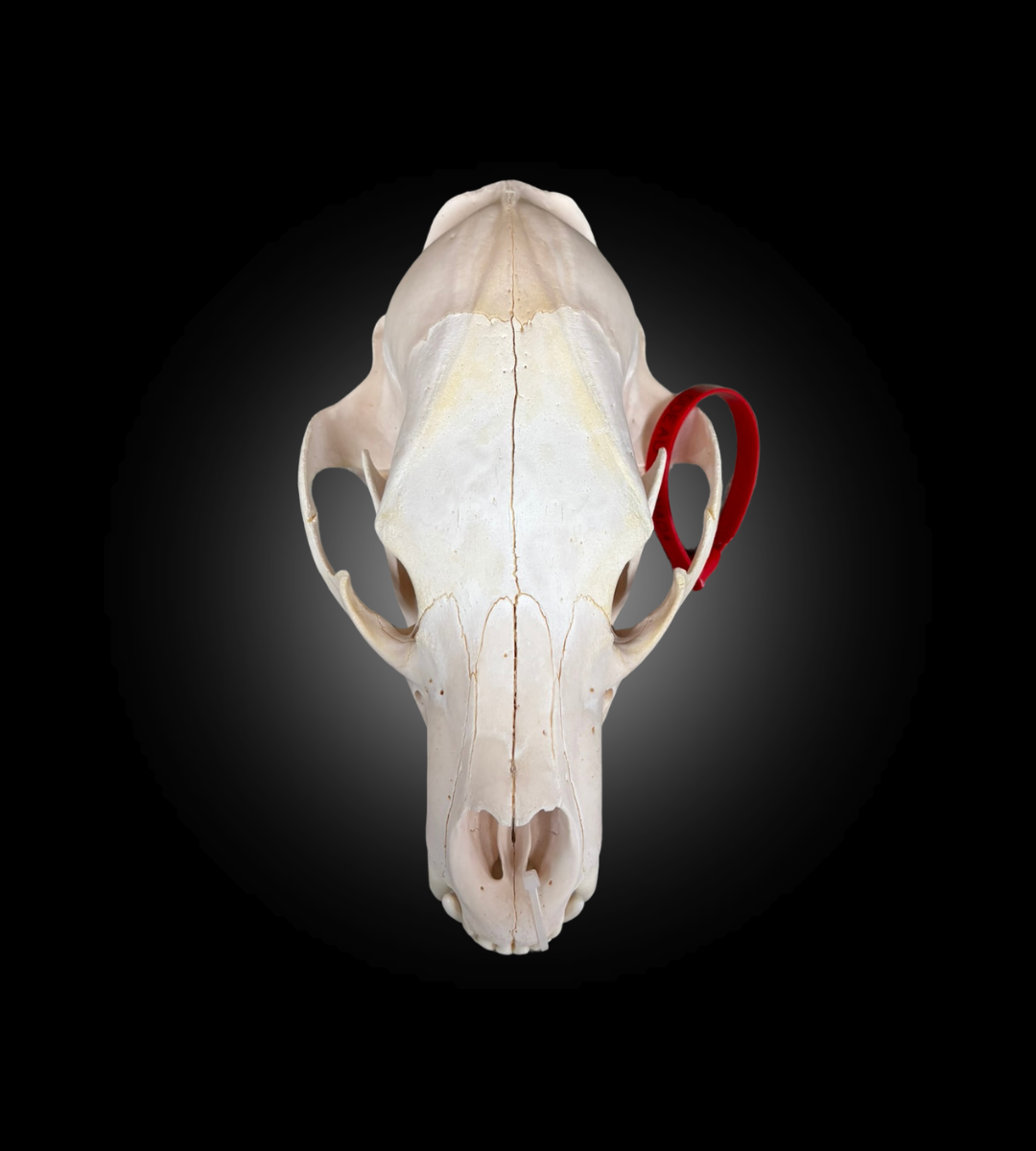 Bleached Skull - Black Bear #0001292
