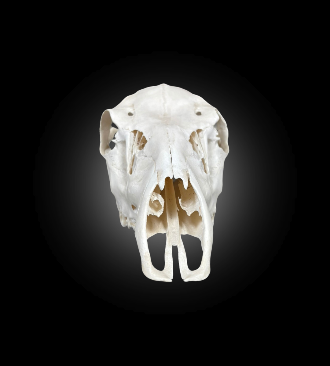 Bleached Skull - Red Deer 