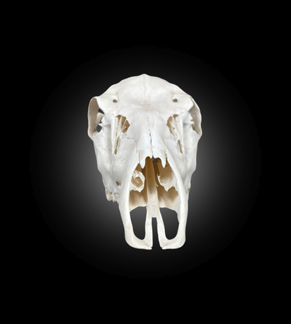 Bleached Skull - Red Deer 