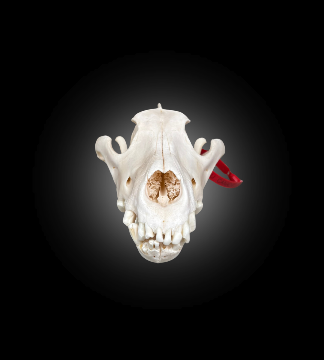 Bleached Skull - Wolf #0001510
