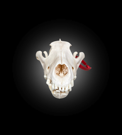 Bleached Skull - Wolf #0001510