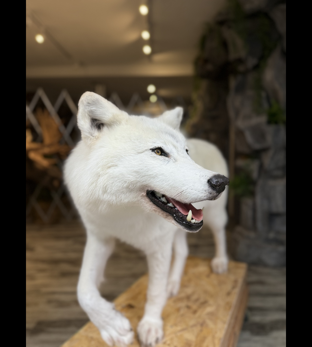 Montage - Loup Arctique