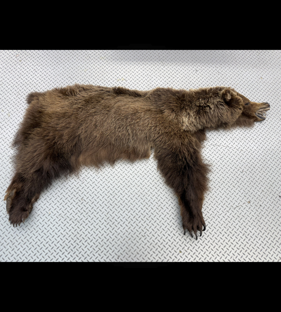 Dressed Skin - Grizzly #32576
