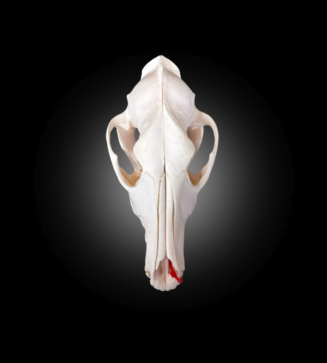 Bleached Skull - Coyote 