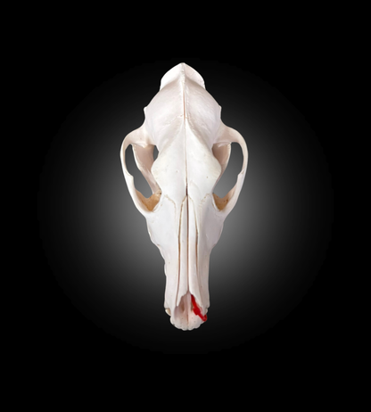 Bleached Skull - Coyote 
