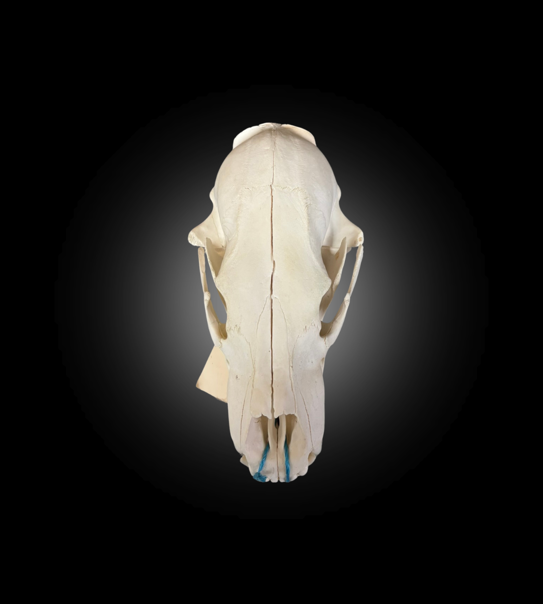 Bleached Skull - Polar Bear #0100
