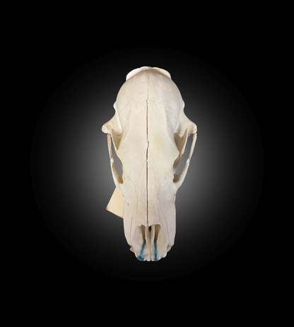 Bleached Skull - Polar Bear #0100