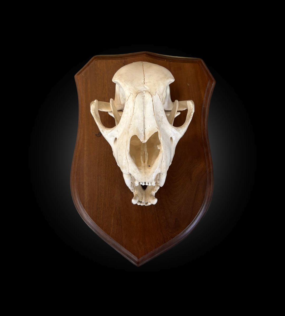 Bleached Skull - Cougar on a decorative plate