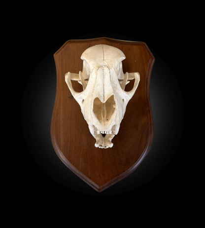Bleached Skull - Cougar on a decorative plate
