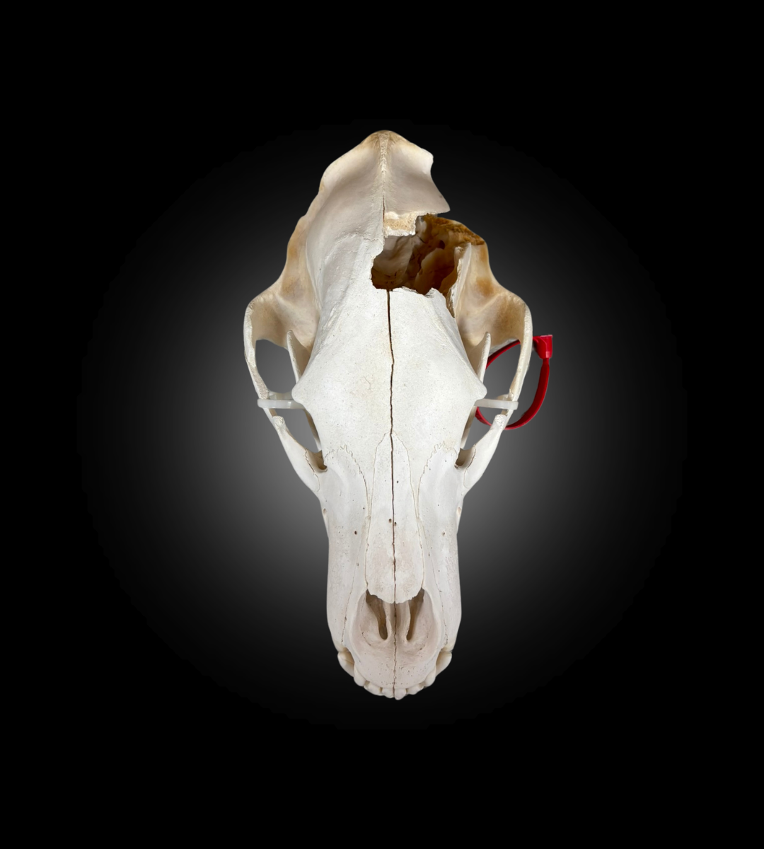 Bleached Skull - Grizzly #0001504