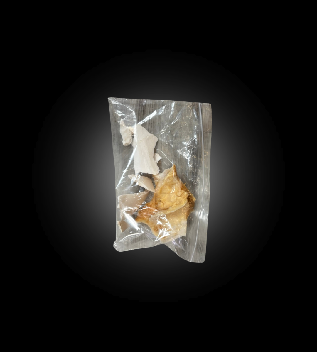 Bleached Skull - Grizzly #0001504