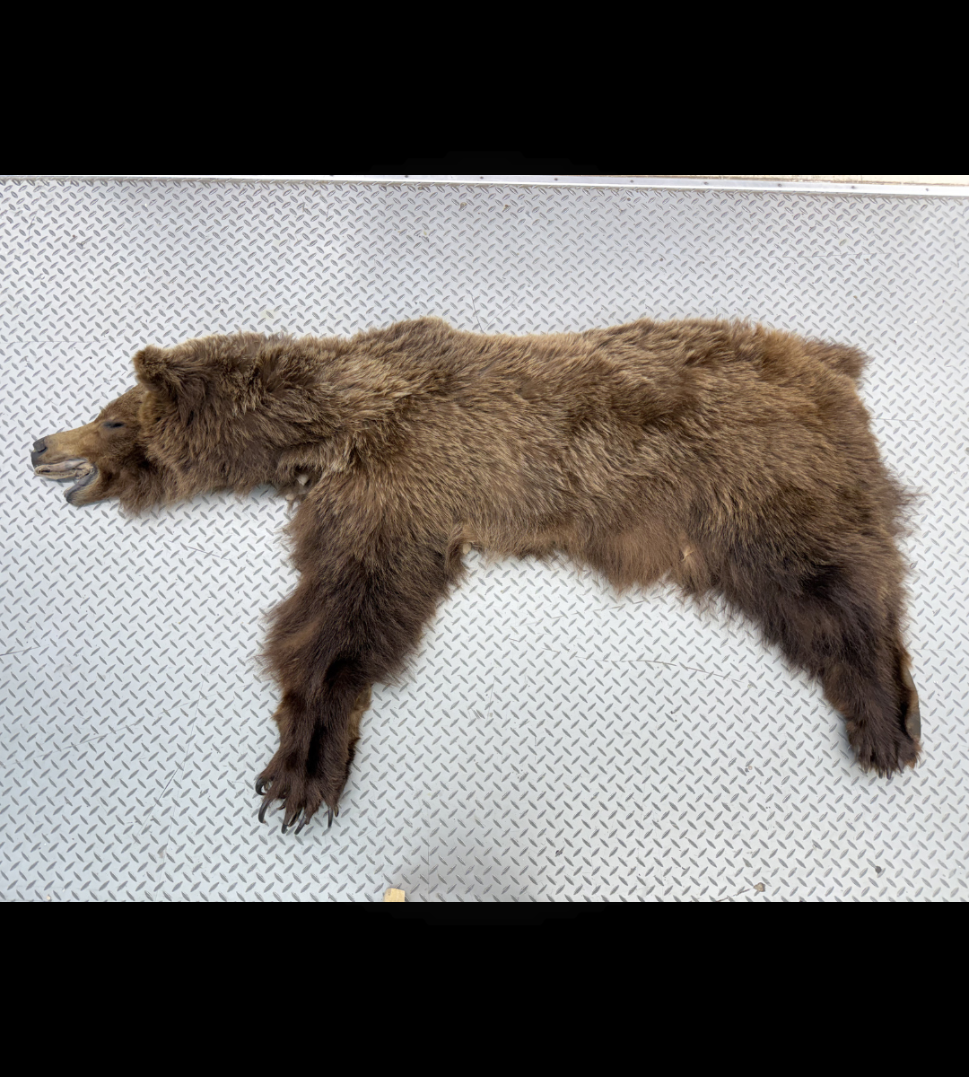 Dressed Skin - Grizzly #32576