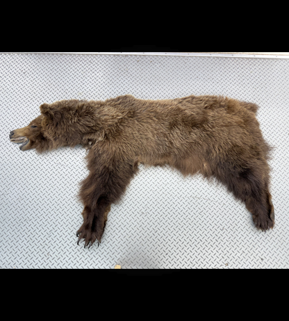 Dressed Skin - Grizzly #32576